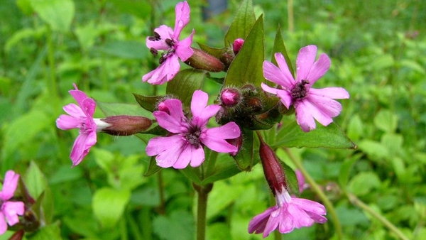 Dagkoekoeksbloem 05