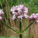 P1390581