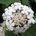 Roos (Gelderse -) 54