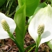 Slangewortel 07a