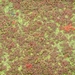DSCN5146 Azolla