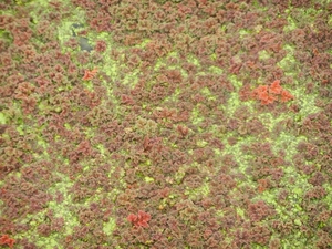 DSCN5146 Azolla