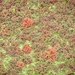 DSCN5147 Azolla