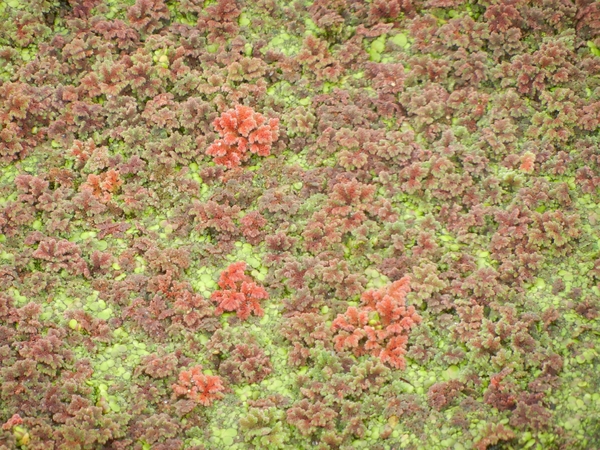 DSCN5147 Azolla