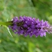 DSC_0078 kopie