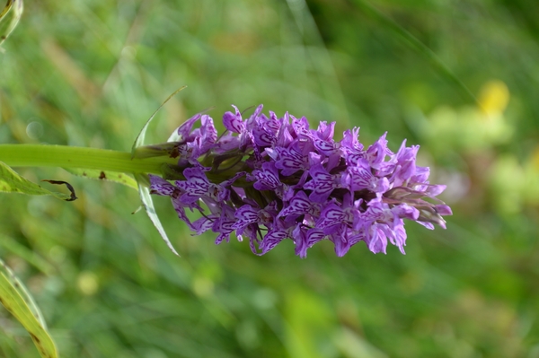 DSC_0078 kopie