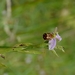 DSC_0084 kopie