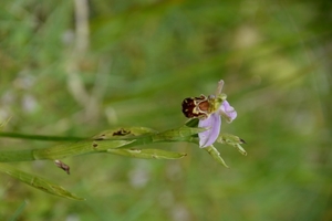 DSC_0084 kopie