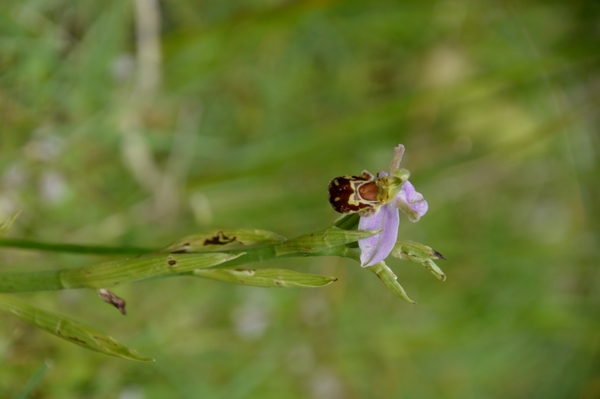 DSC_0084 kopie