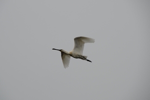 DSC_0093 kopie