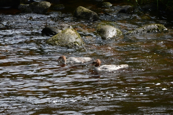 DSC_0216 kopie