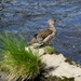 DSC_0223 kopie