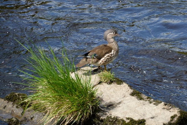 DSC_0223 kopie