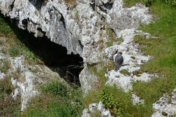 DSC_0366 kopie