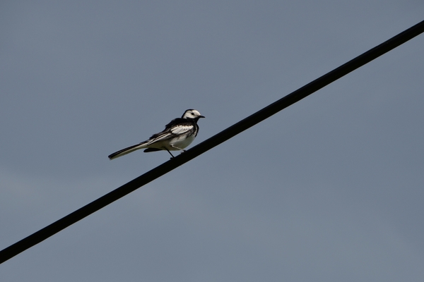 DSC_0442 kopie