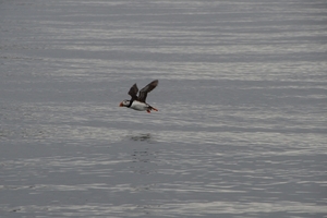 DSC_0640 kopie