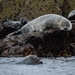 DSC_0658 kopie