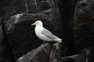 DSC_0704 kopie