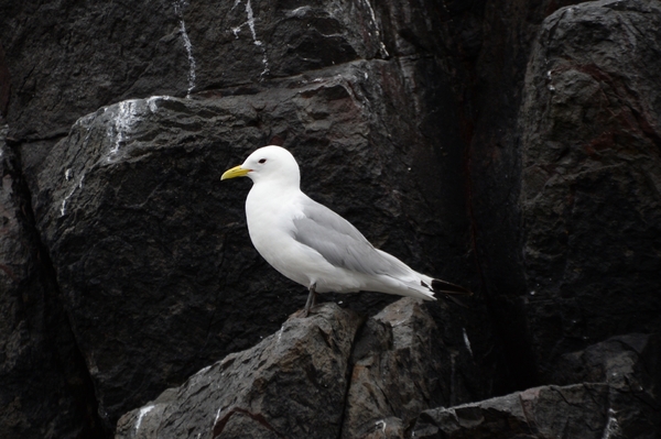 DSC_0704 kopie