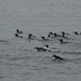 DSC_0728 kopie