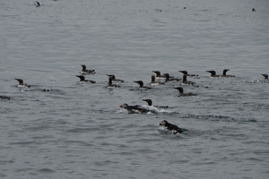 DSC_0728 kopie