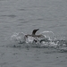 DSC_0729 kopie