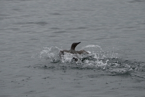 DSC_0729 kopie