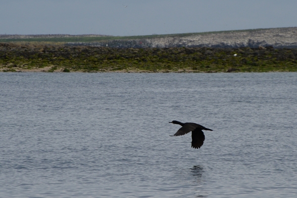 DSC_0738 kopie