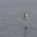 DSC_0743 kopie