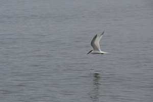 DSC_0743 kopie