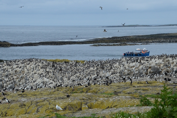 DSC_0772 kopie