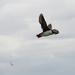 DSC_0835 kopie