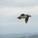DSC_0851 kopie