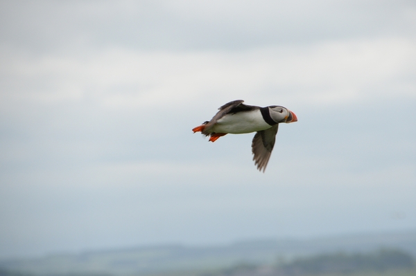 DSC_0851 kopie