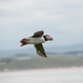 DSC_0852 kopie
