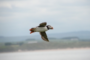 DSC_0852 kopie