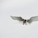 DSC_0864 kopie