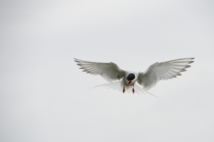 DSC_0864 kopie