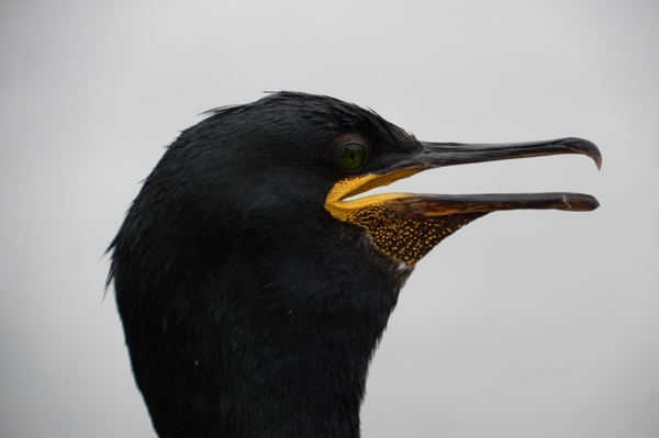 DSC_0893 kopie
