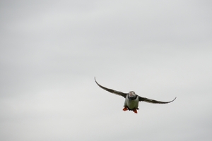 DSC_0930 kopie