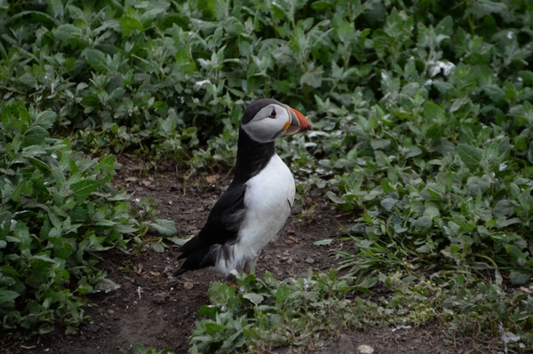 DSC_0940 kopie