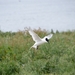 DSC_0956 kopie
