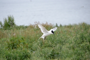 DSC_0956 kopie