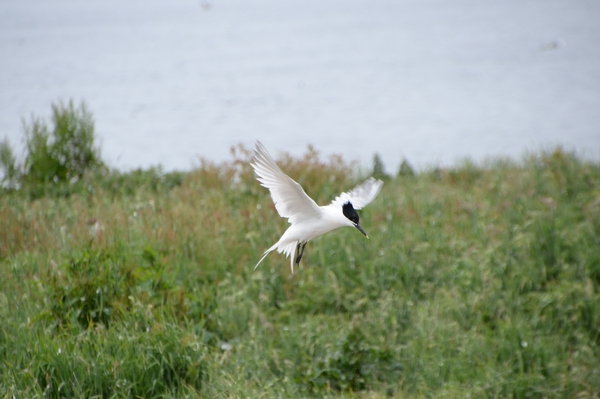DSC_0956 kopie