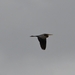 DSC_1323 kopie