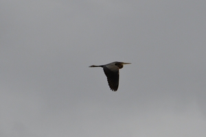 DSC_1323 kopie