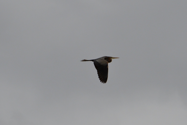 DSC_1323 kopie