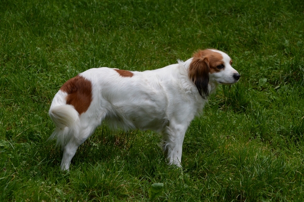 DSC_1385 kopie