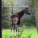 08) De Okapi