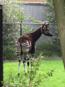 08) De Okapi